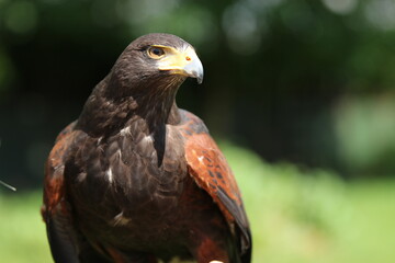 Harris Hawk 