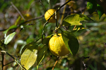 秋の向島百花園の柚子の実の生る風景（日本の向島百花園）