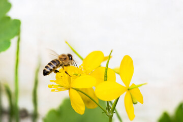bee pollinates yellow spring flower