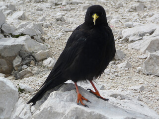 Jackdaw at Alpspitze mountain, via ferrata, in Garmisch-Partenkirchen, Bavaria, Germany