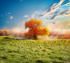 Tree and autumn field © Givaga