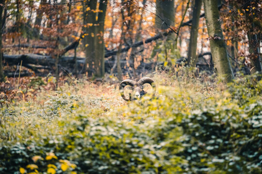 Wild lebende Mufflons im Teutoburger Wald, Bielefeld, Deutschland