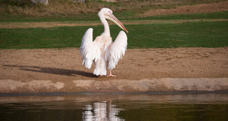 Pelican profitant du soleil