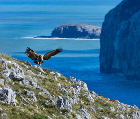 GRIFFON VULTURE - BUITRE LEONADO (Gyps fulvus), Liendo, Liendo Valley, MONTAÑA ORIENTAL COSTERA, Cantabrian Sea, Cantabria, Spain, Europe