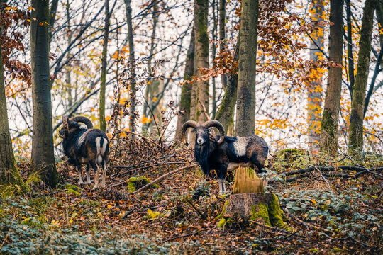 Wild lebende Mufflons im Teutoburger Wald, Bielefeld, Deutschland
