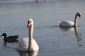 swans Cygnus beautiful water bird enjoying in lake water