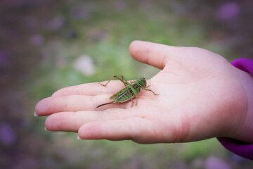 Small green grasshopper sits on a female palm