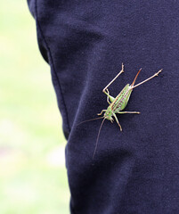 Small green grasshopper sits on a black trousers of the person