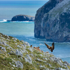 GRIFFON VULTURE - BUITRE LEONADO (Gyps fulvus), Liendo, Liendo Valley, MONTAÑA ORIENTAL COSTERA, Cantabrian Sea, Cantabria, Spain, Europe