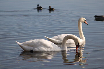 Obraz premium swans Cygnus beautiful water bird enjoying in lake water