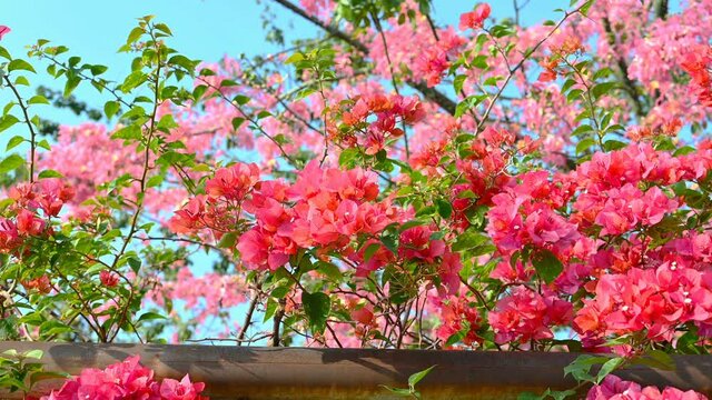 pan view of beauty Bougainvillea spectabilis Willd with Chorisia speciosa St.Hil on background