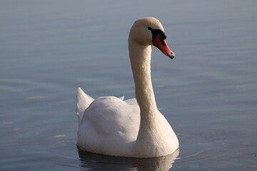 Obraz premium swans Cygnus beautiful water bird enjoying in lake water