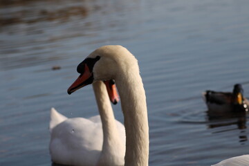 Obraz premium swans Cygnus beautiful water bird enjoying in lake water