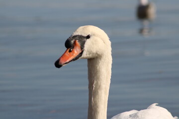 close view of beak of swans with lake water in background