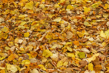 Colorful Autumn Leaves Texture/Background