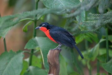 Black-headed Gonolek, Laniarius erythrogaster, perched on branch
