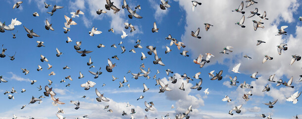 thousands of pigeons fly in a beautiful sky with clouds