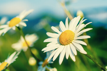 Wild camomile flowers