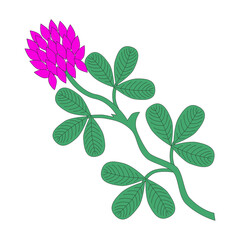Clover branch. Heraldry. Hand drawn illustration. Isolated vector illustration.