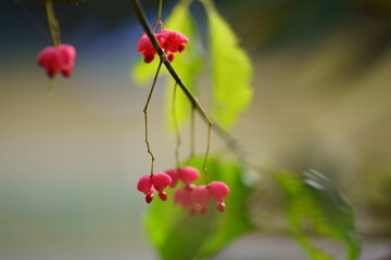 庭のマユミの実