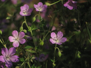 Fototapeta premium pink flower in the garden