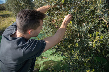 farmers collecting olives in field of spain