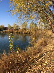 autumn trees reflected in water