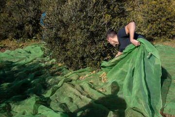 farmers collecting olives in field of spain