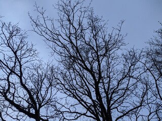 Fototapeta na wymiar scary dry tree branches on a background of blue sky