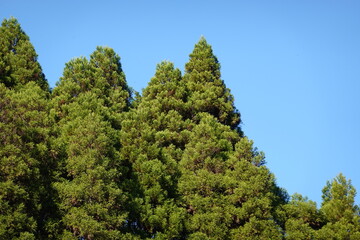 Fototapeta premium 杉林