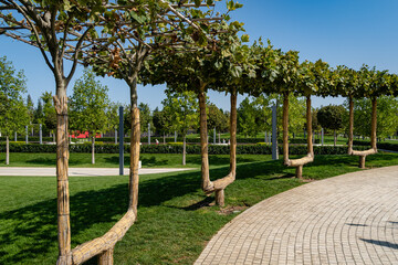 City Park of Krasnodar or Galitsky Park. Trunks of London plane tree (Platanus acerifolia) are...