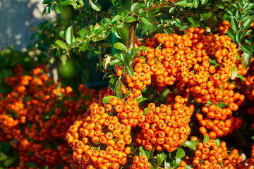 Branch of pyracantha or firethorn plant with bright orange berries against dark green background. Berries adorn the bush all winter.   