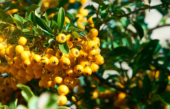 Branch of pyracantha or firethorn plant with bright orange berries against dark green background. Berries adorn the bush all winter.   
