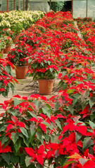 Fototapeta na wymiar Poinsetia flowers (pastores or flores de pascua) ready to be harvested and sold in garden store