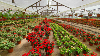 Poinsetia flowers (pastores or flores de pascua) ready to be harvested and sold in garden store