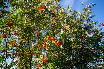apple tree in autumn