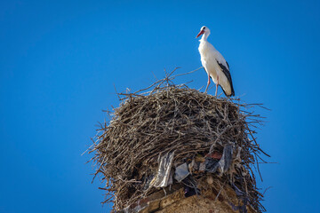 stork nest in a church steeple
