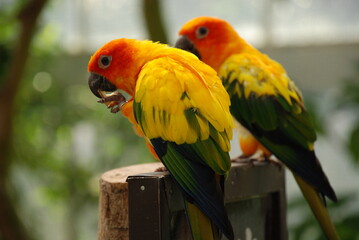 ２羽のインコ