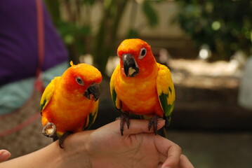 人間の手に乗ったインコ２羽