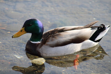 duck with beautiful feather swimming in lake