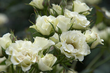 white roses in garden