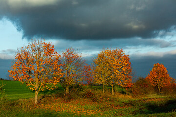 Beautiful autumn landscape with yellow trees, green and clouds. Falling leaves natural background Colorful foliage in the park