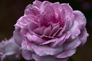 close up of a pink rose