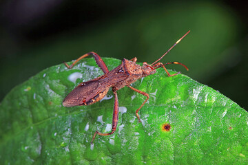 Stink bug on green leaves, North China