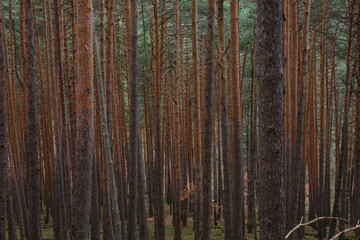 Pines in the stream of Sestil de Maíllo. Autumn in the Sierra de Guadarrama National Park. Madrid's community. Spain
