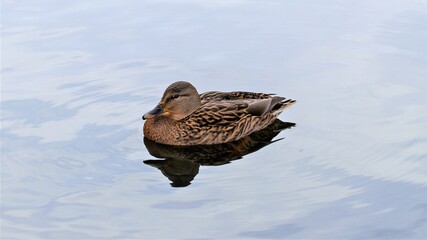 ENTE
