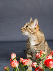 Fototapeta na wymiar Cute domestic tabby cat is sitting on a blue grey sofa with pink roses 