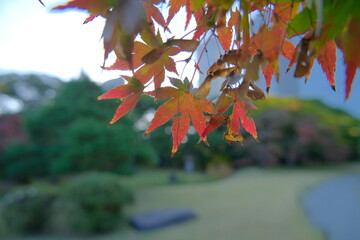紅葉