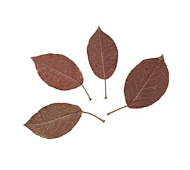 Red leaves of apple tree. Herbarium. Pressed and dried herbs. Composition of the leaves on a white background.