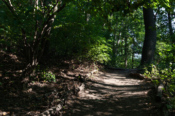 Obraz premium Forest Trail at the Ravine in Prospect Park in Brooklyn New York with Green Trees and Plants